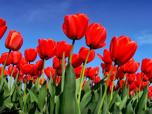 Fleuriste Varennes | 2037 Rte Marie-Victorin, Varennes, QC J3X 1R3, Canada | Phone: (450) 652-9352