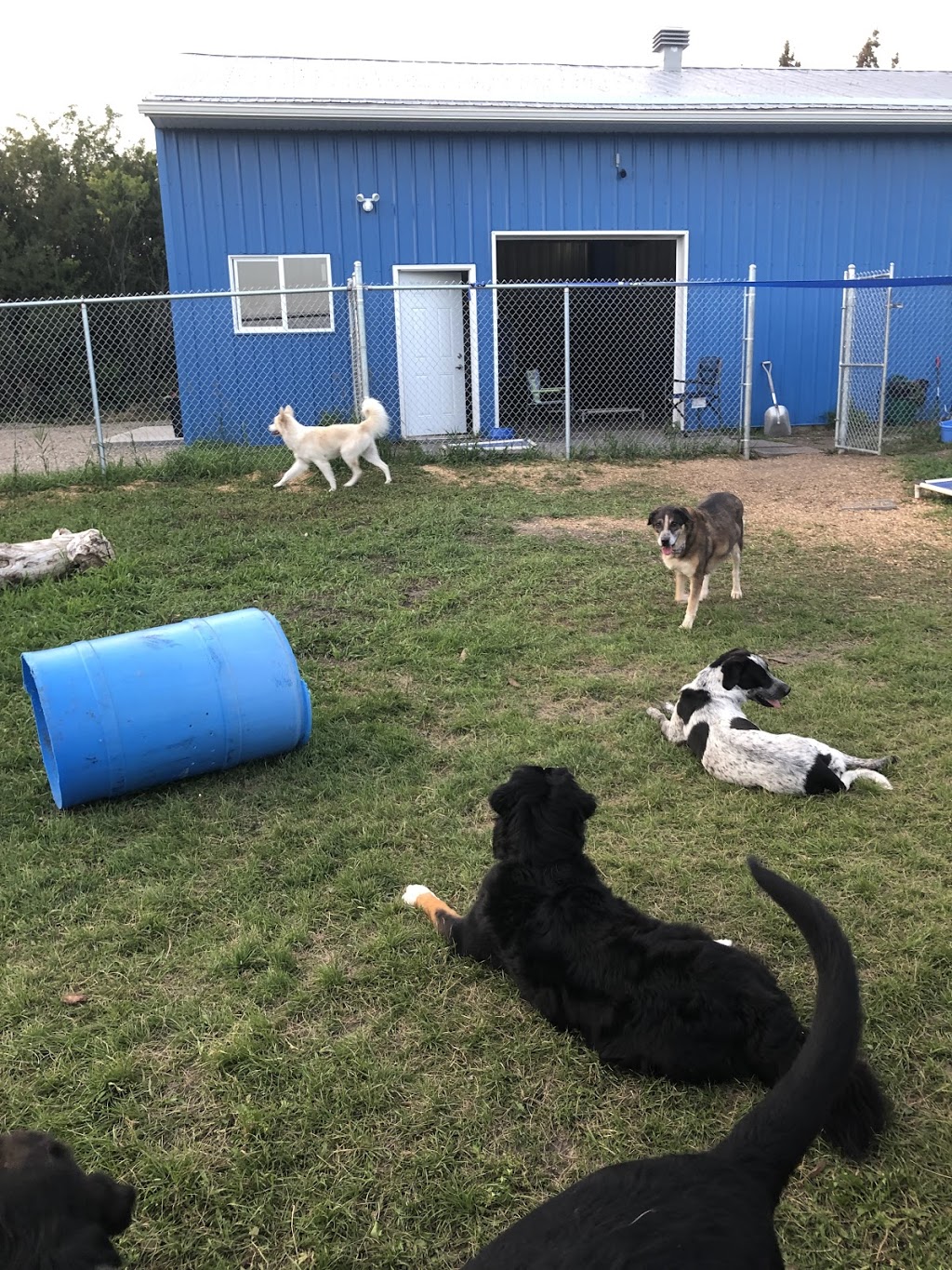 Cairdeas Kennel | 1245 Township Rd 352, Red Deer County, AB T4G 0H7, Canada | Phone: (403) 550-7512