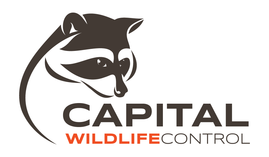 Contrôle animal Gatineau I Capture Ratons Laveurs I Capture Écur | 116 Rue des Obiers, Gatineau, QC J9J 2E4, Canada | Phone: (819) 500-7233