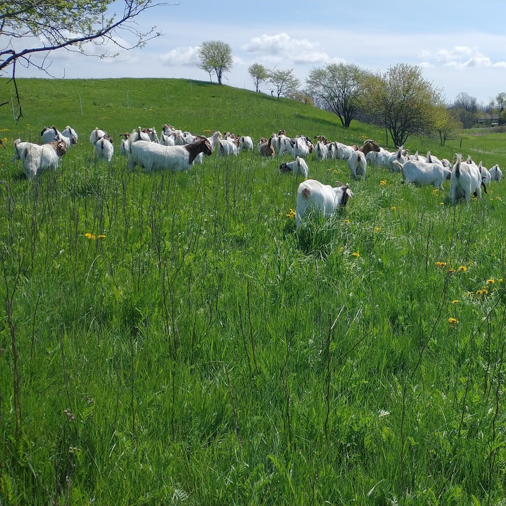 Big Creek Goats | 1438 Brant County Hwy 54, Caledonia, ON N3W 2G9, Canada | Phone: (905) 981-1789