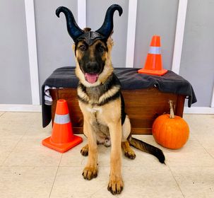 K9 Headquarters - Pembroke | 480 Boundary Rd E, Pembroke, ON K8A 6L3, Canada | Phone: (613) 735-0404