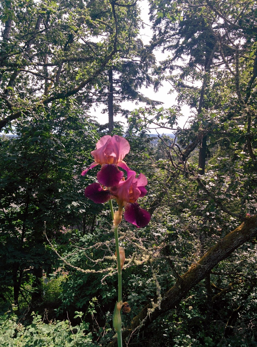 Boulderwood Hill Park | 3G5, Bear Wood Ct, Victoria, BC V8Y 3G5, Canada