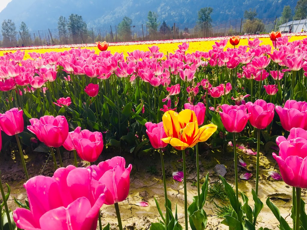 Guildford Gardens Daycare | 14921 107a Ave, Surrey, BC V3R 1V3, Canada | Phone: (604) 339-7052