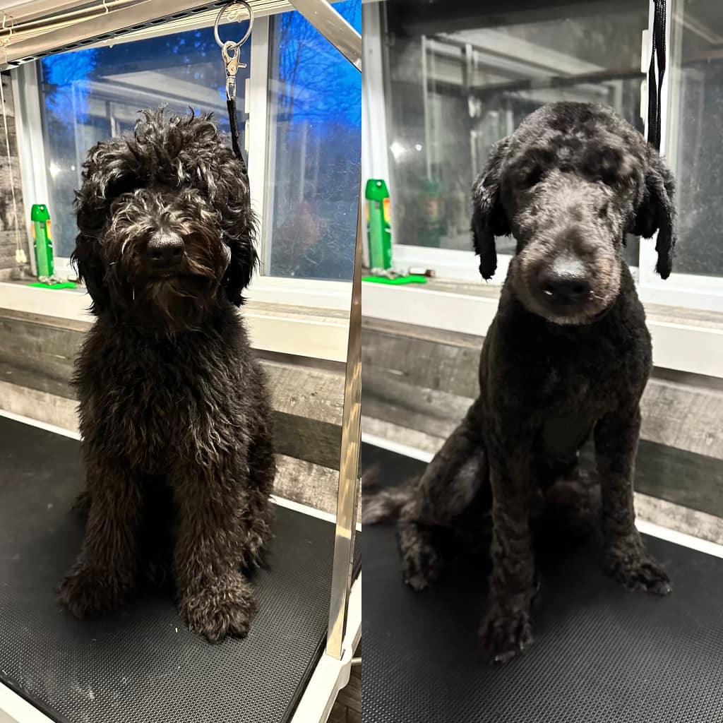 Frontier Canine Boarding | 5661 Egremont Dr, Ilderton, ON N0M 2A0, Canada | Phone: (416) 707-0281