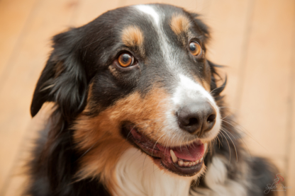 Compagnons Comportement Animal | 10401 Mnt Clément, Mirabel, QC J7J 1Z5, Canada | Phone: (514) 231-9537