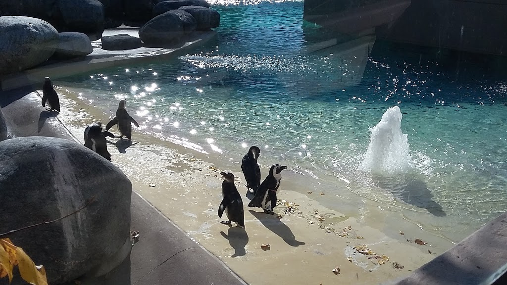 Penguin House | 361A Old Finch Ave, Scarborough, ON M1B 5K7, Canada | Phone: (416) 392-5929