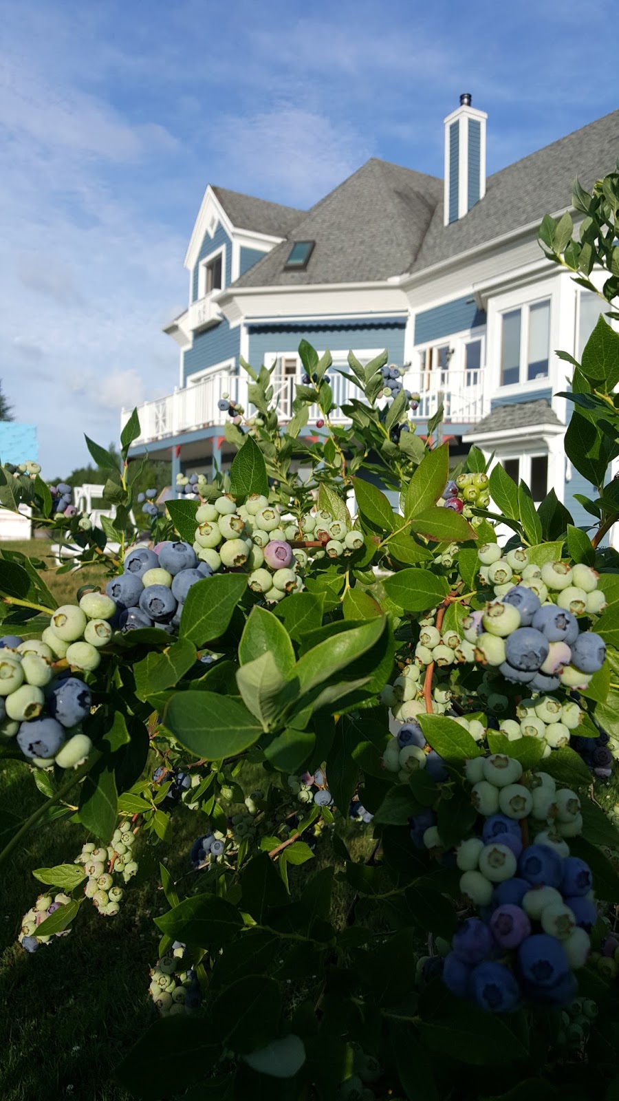 Blueberry Hill | 2259 Chemin Beattie, Dunham, QC J0E 1M0, Canada | Phone: (450) 295-2417