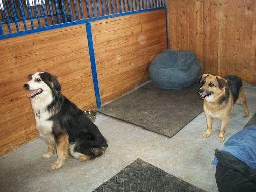 Kennel Land | 12527 Fifth Line Nass, Rockwood, ON N0B 2K0, Canada | Phone: (519) 853-9680