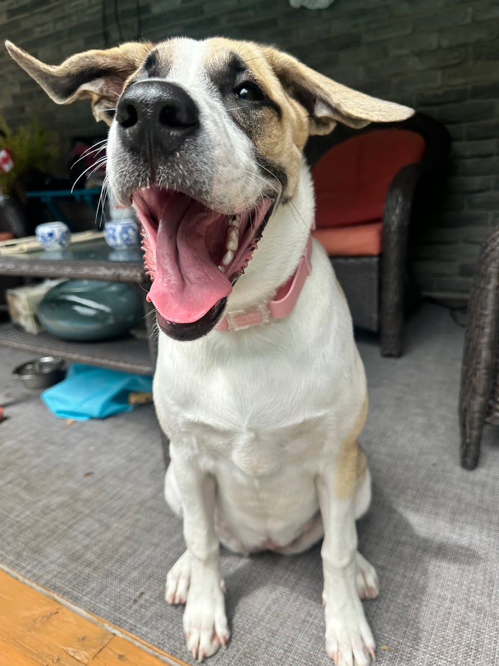 Wags and Walks Colborne | 7 Alfred St, Colborne, ON K0K 1S0, Canada | Phone: (289) 691-3652