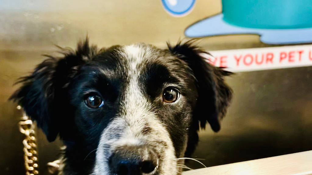 Victoria Ave Car & Pet Wash | 1200 Cranbrook St N, Cranbrook, BC V1C 4H8, Canada | Phone: (250) 417-1619