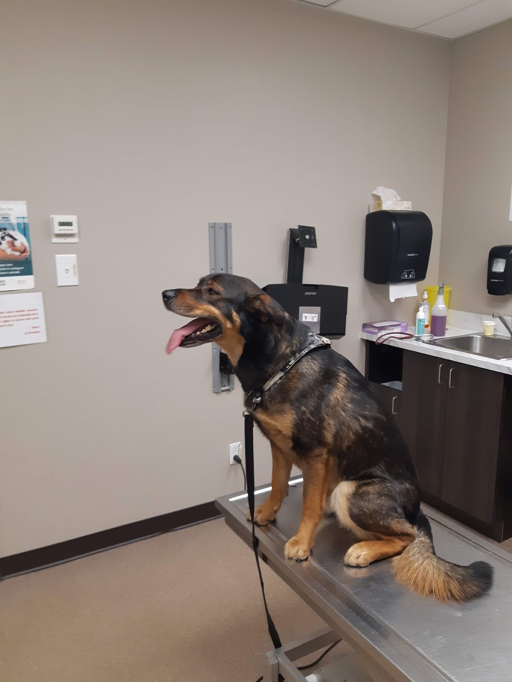 Veterinary Hospital Suroît | 2105 Boulevard Monseigneur-Langlois, Salaberry-de-Valleyfield, QC J6S 5R1, Canada | Phone: (450) 373-3456