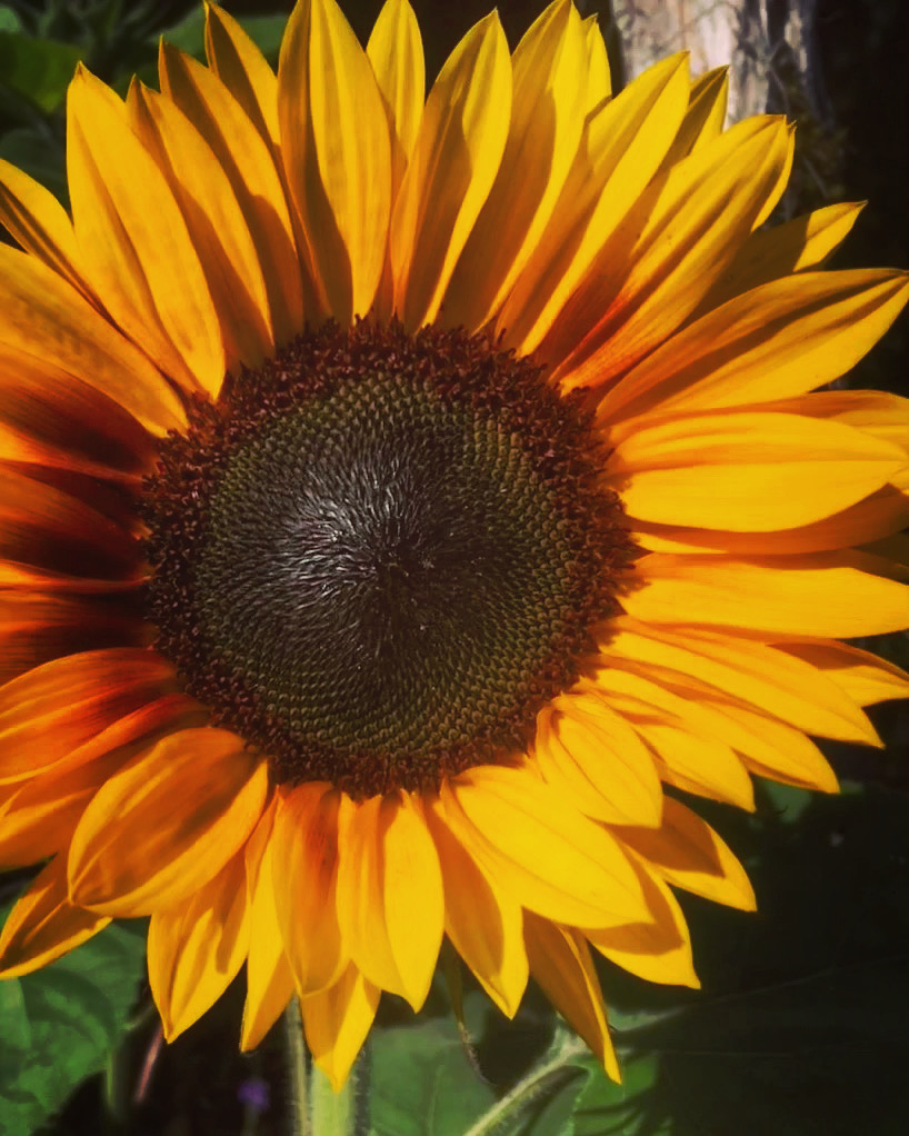 Freedom Health And Massage Therapy | Located in Blue Moon Acres Farm, 1000 Gold Rd Building 2, Qualicum Beach, BC V9K 2G6, Canada | Phone: (604) 655-5514