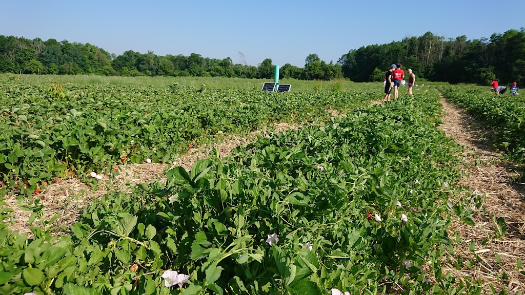Proulx Maple & Berry Farm | 1865 OToole Rd, Cumberland, ON K4C 1N2, Canada | Phone: (613) 833-2417