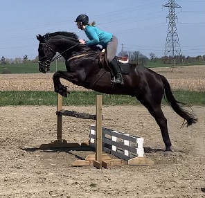 QUASAR EQUESTRIAN LTD. | 890 Davis Dr W, Newmarket, ON L3Y 4V9, Canada | Phone: (905) 252-6177