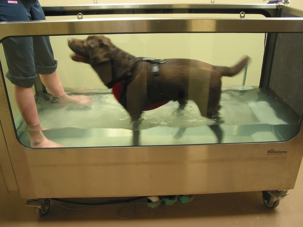 Animal 911 Hopital Veterinaire | 11400 Boul Gouin O, Roxboro, QC H8Y 1X8, Canada | Phone: (514) 685-8387