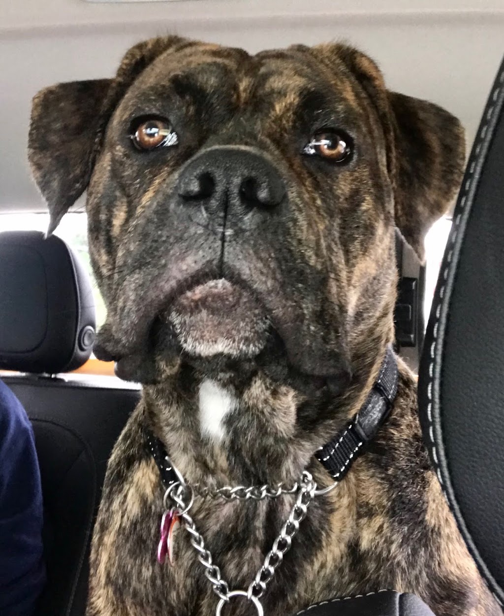 Dog Trainers on Demand | 10083 243 St, Maple Ridge, BC V2W 1X3, Canada | Phone: (604) 256-7865