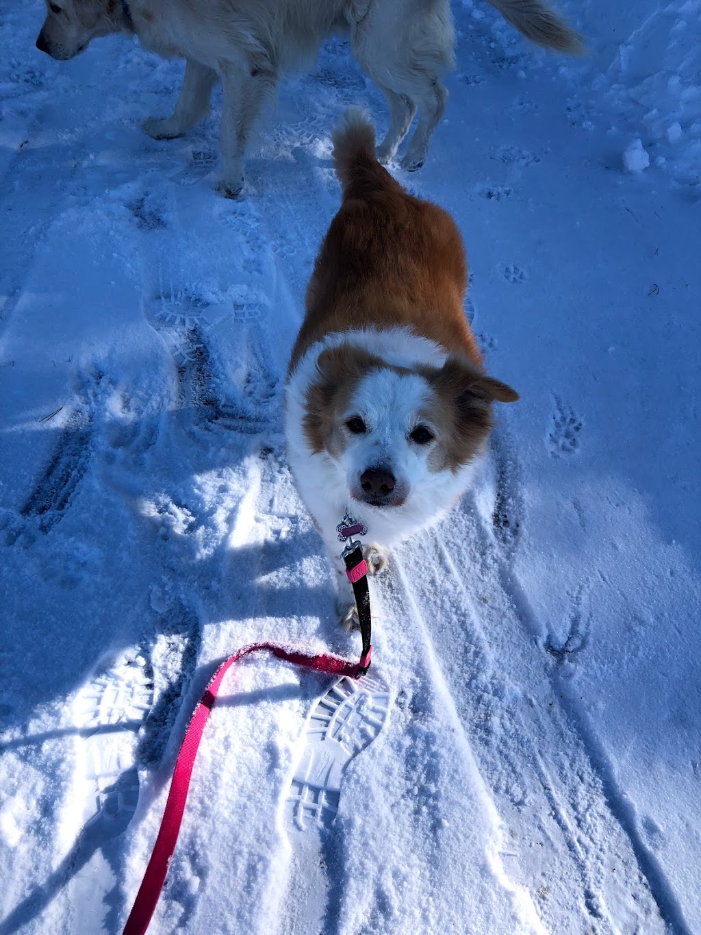 Sweet Paws Petcare | Tallships Dr, Whitby, ON L1N 9X7, Canada | Phone: (416) 450-1915