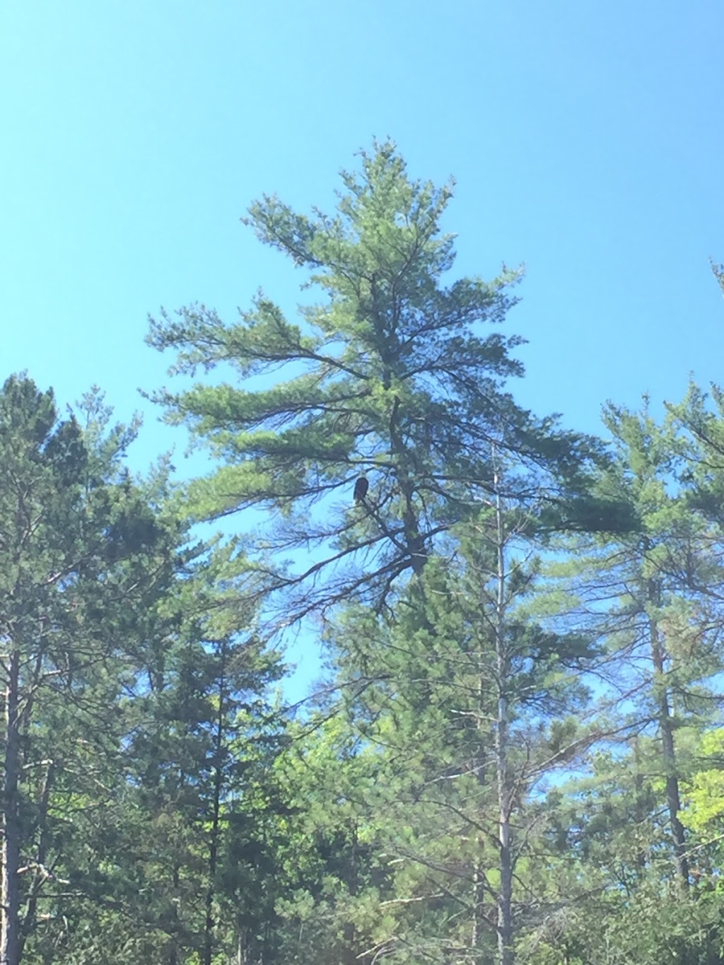 Ottawa River Provincial Park | Grants Settlement Rd, Foresters Falls, ON, Canada | Phone: (613) 757-2103