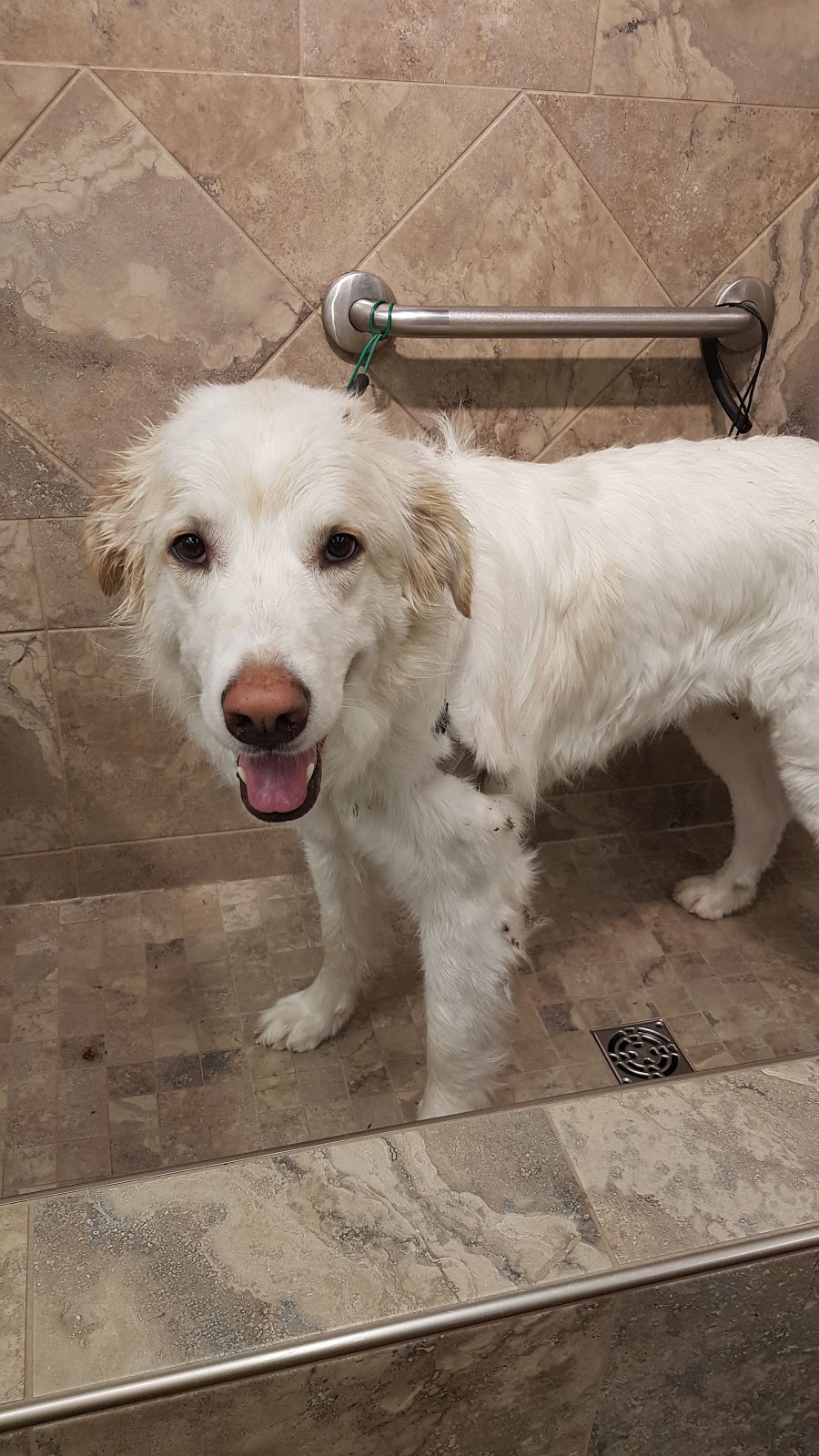 Pet Valu | 720 Center St #D2, Thornhill, ON L4J 0A7, Canada | Phone: (905) 881-0396