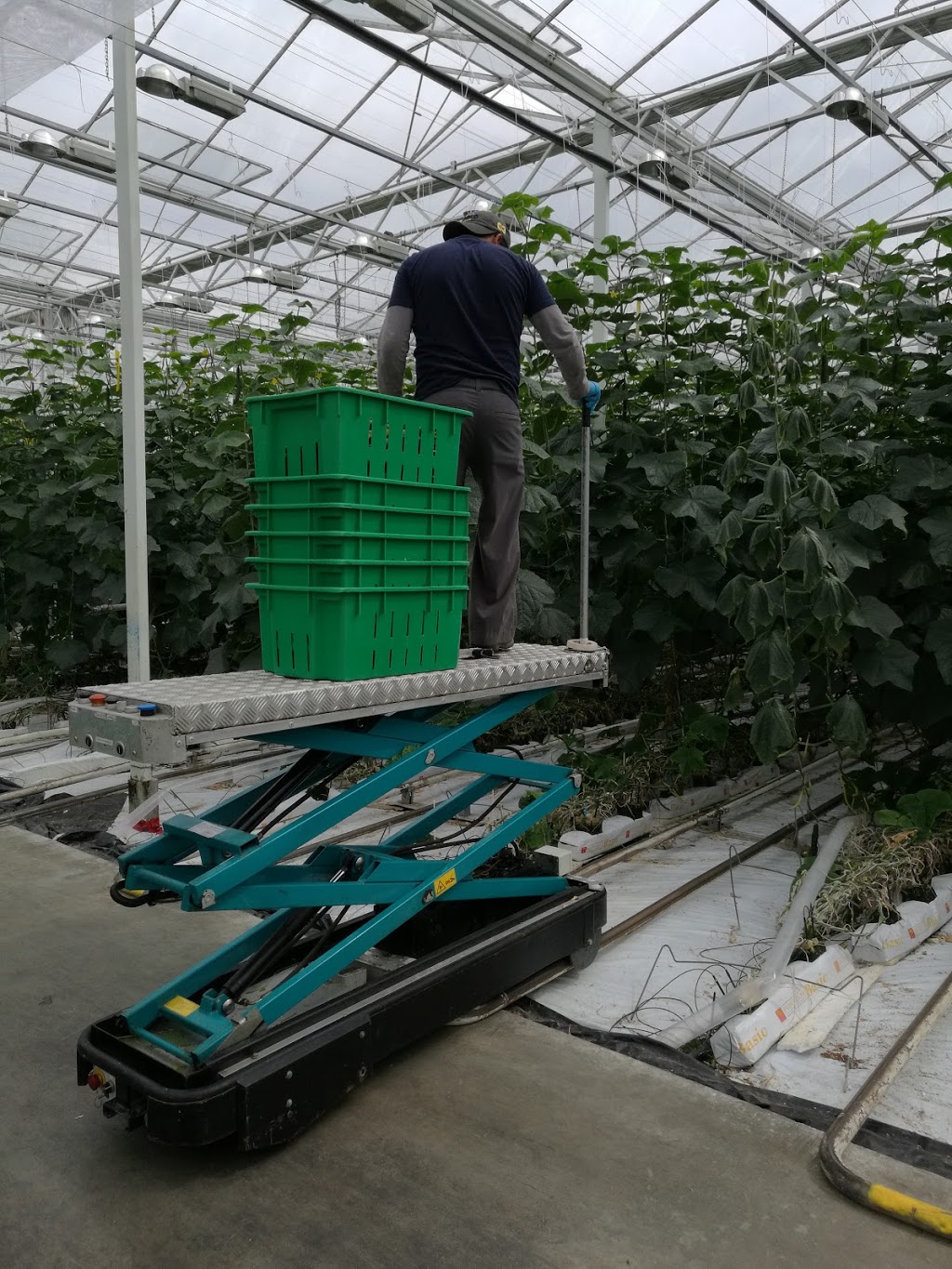 Randhawa Farms | 33677 Hallert Road, Abbotsford, BC V4X 1W9, Canada | Phone: (604) 864-8896