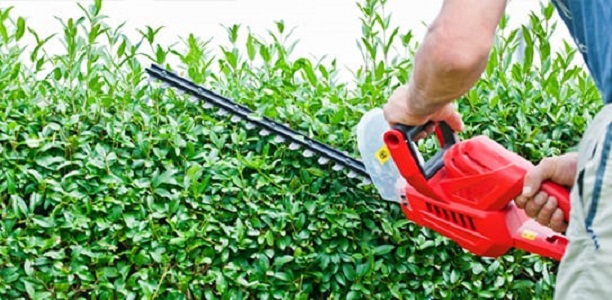 DreamWorks Tree Service | 8799 Concession Rd 5, Uxbridge, ON L9P 1R1, Canada | Phone: (647) 261-2627