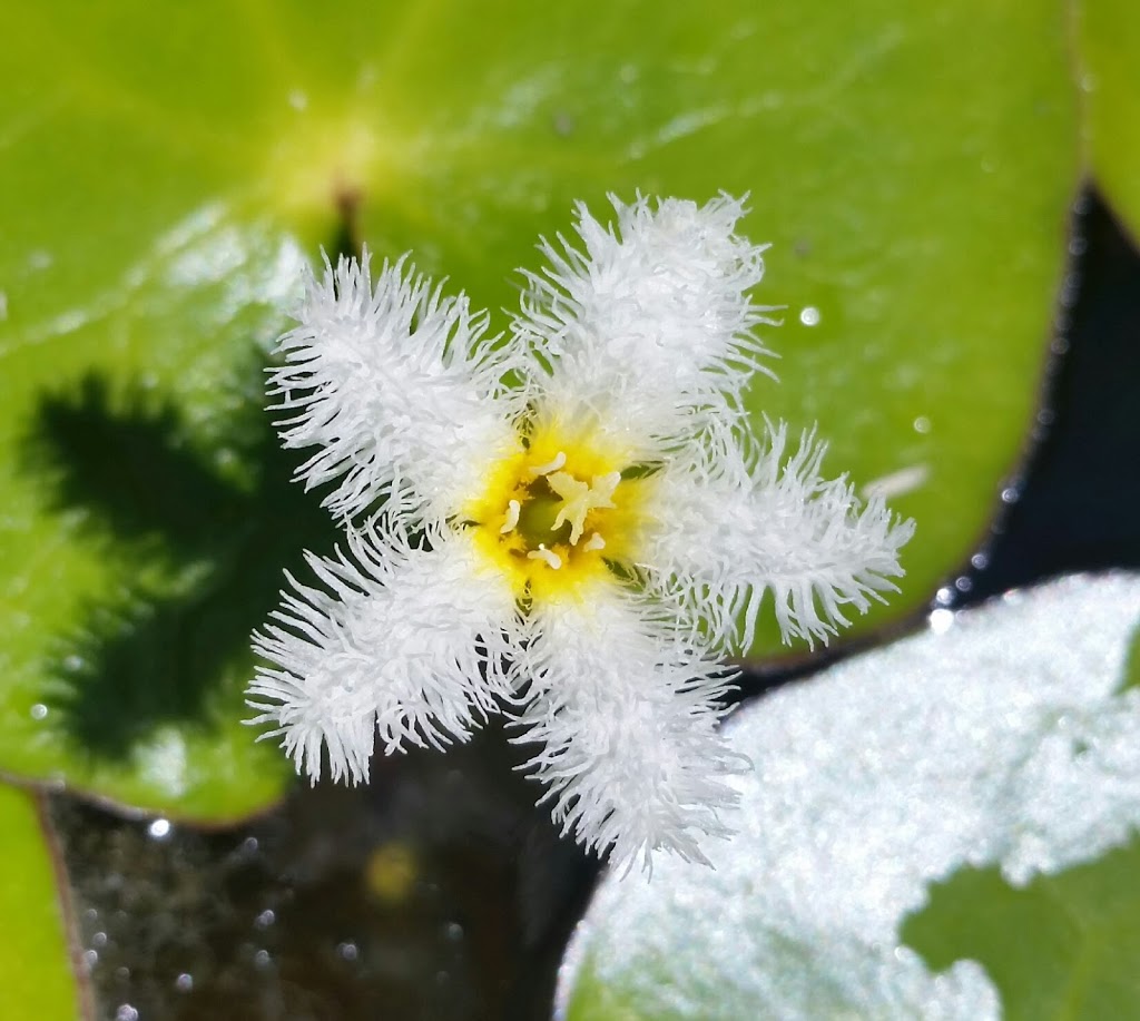 Koi Nursery & Water Gardens | 21751 Simcoe St, Seagrave, ON L0C 1G0, Canada | Phone: (905) 985-4600