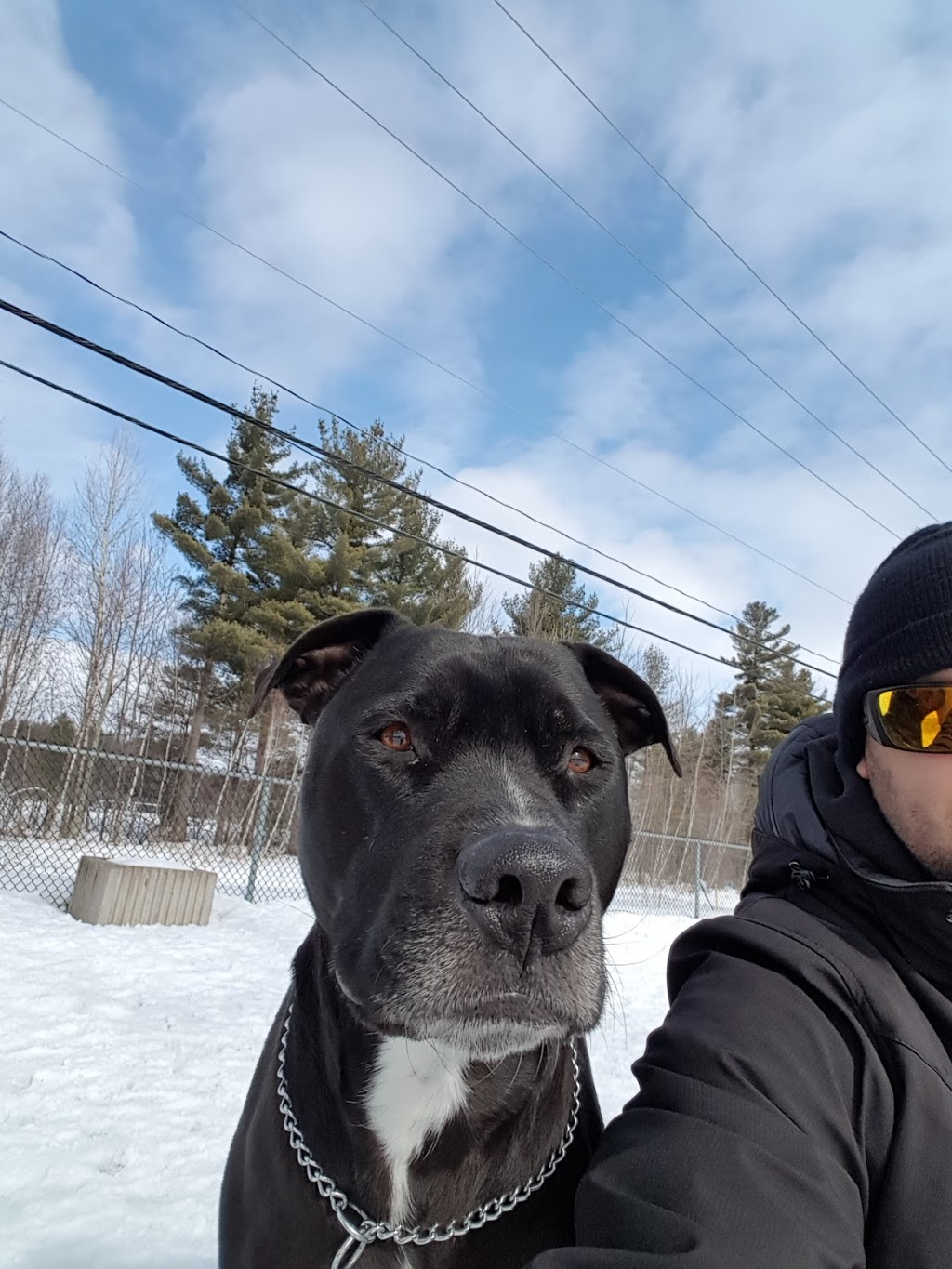 Canine Park Bolivars | 1274 Boulevard Céloron, Blainville, QC J7C 5A8, Canada | Phone: (450) 434-5390