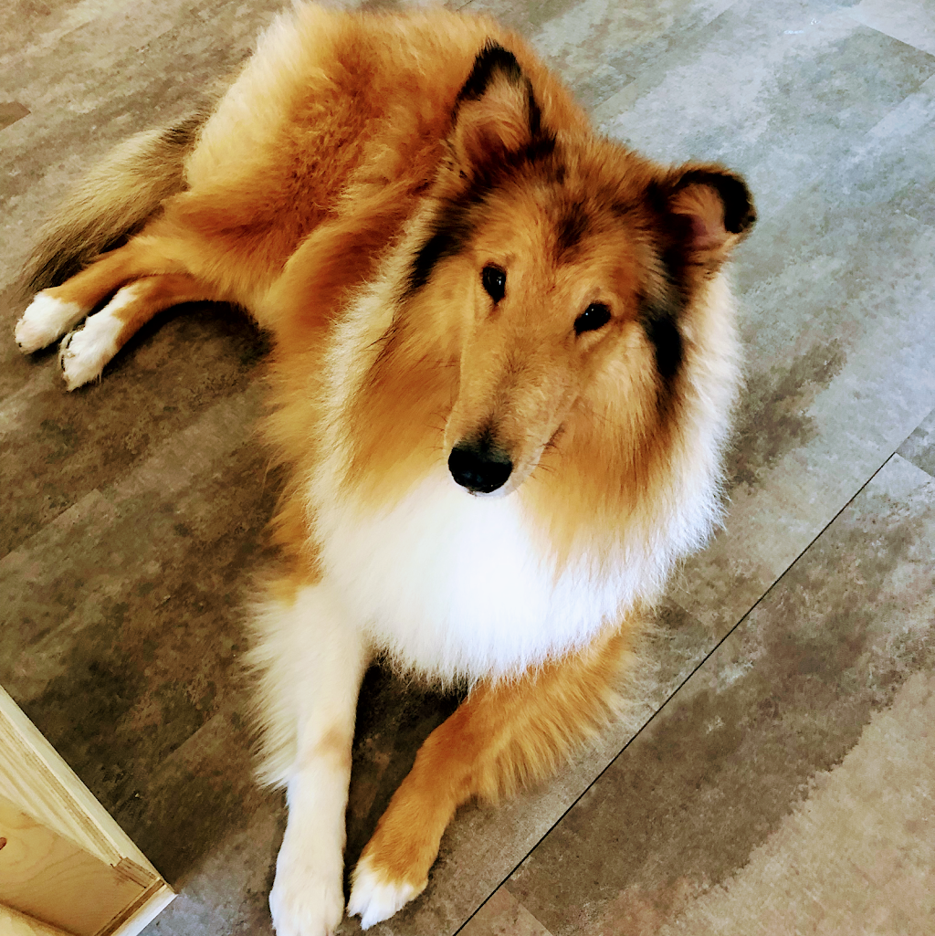 DogStar⭐️pet boutique&grooming spa | CA, 292 Eglinton Ave W, Toronto, ON M4R 1B2, Canada | Phone: (647) 797-2248
