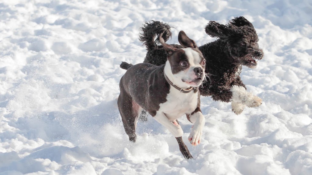 Country Club For Pets Ltd | 21690 Clarke Rd, Arva, ON N0M 1C0, Canada | Phone: (519) 461-1340