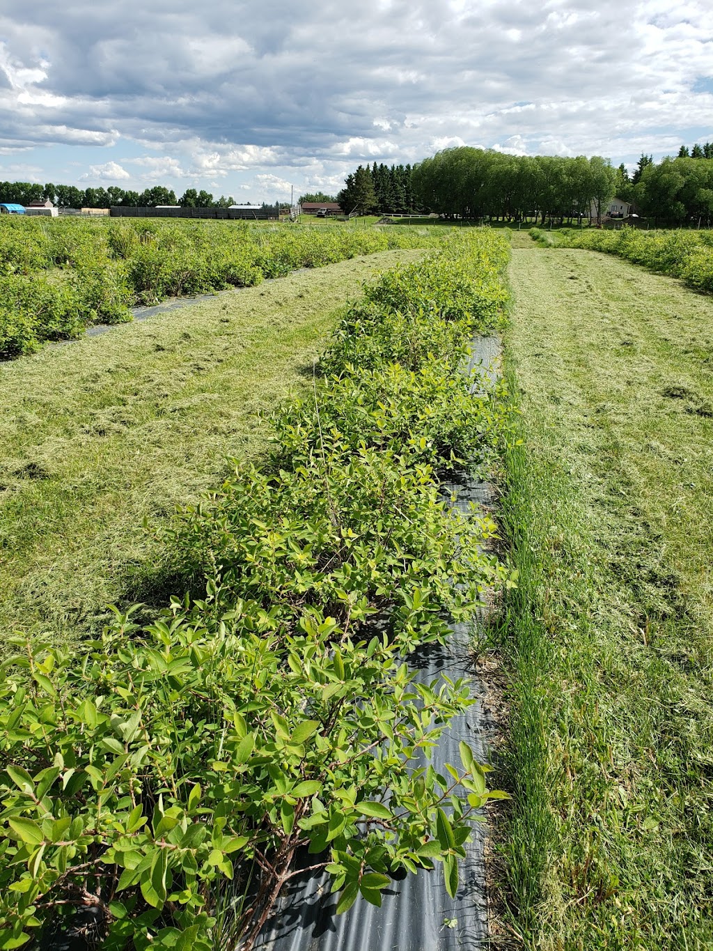 Blas Berry Orchard | 51009B, Range Rd 273, Spruce Grove, AB T7Y 1H5, Canada | Phone: (780) 803-8808