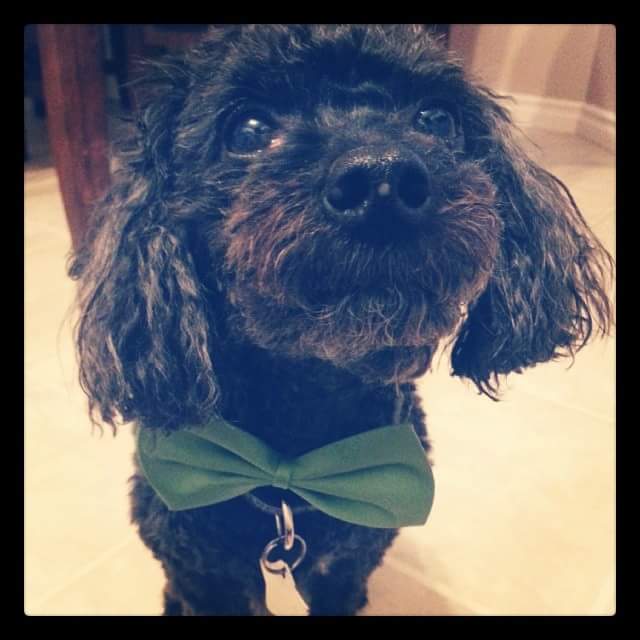 Regent Park Animal Hospital | 3853 Sherwood Dr, Regina, SK S4R 4A8, Canada | Phone: (306) 206-1823