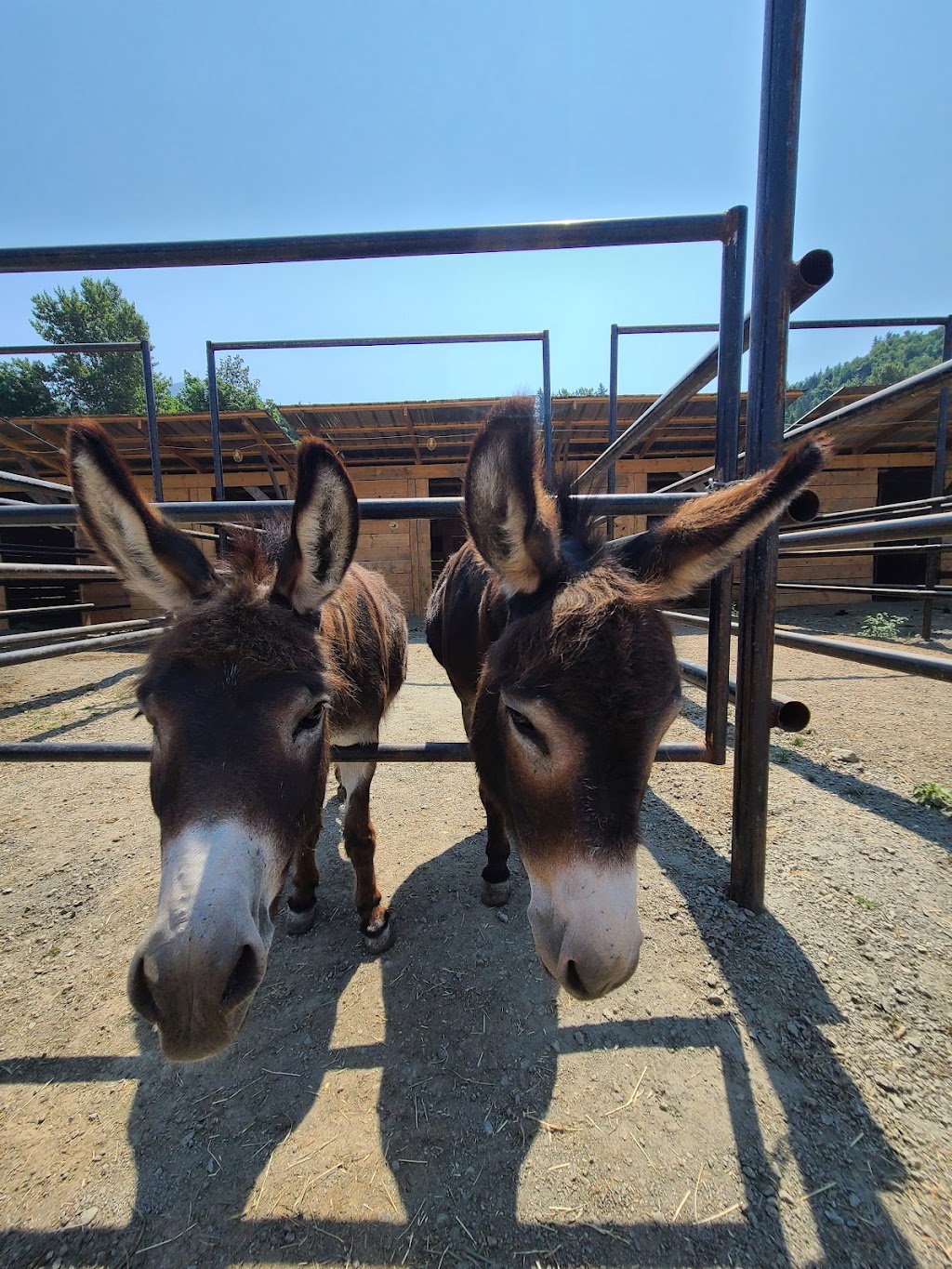 Hillside Stables Inc | 7465 Upper Prairie Rd, Chilliwack, BC V4Z 1J4, Canada | Phone: (604) 795-1504
