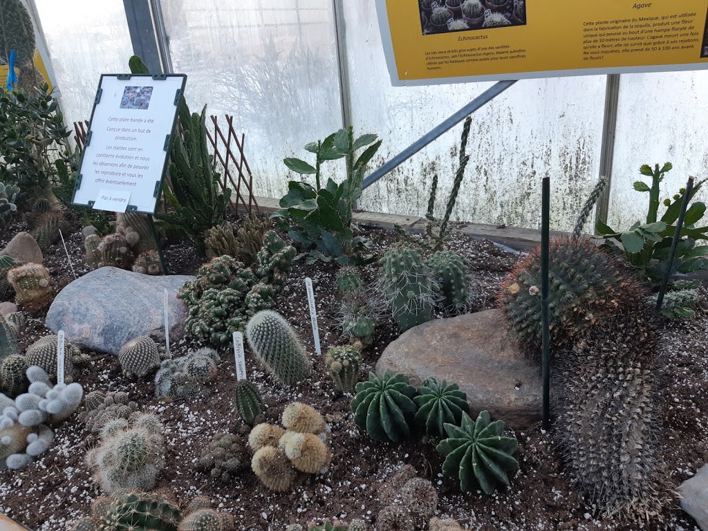 Cactus Fleuri Inc (Le) | 1850 Rang N Ouest, Sainte-Madeleine, QC J0H 1S0, Canada | Phone: (450) 795-3383