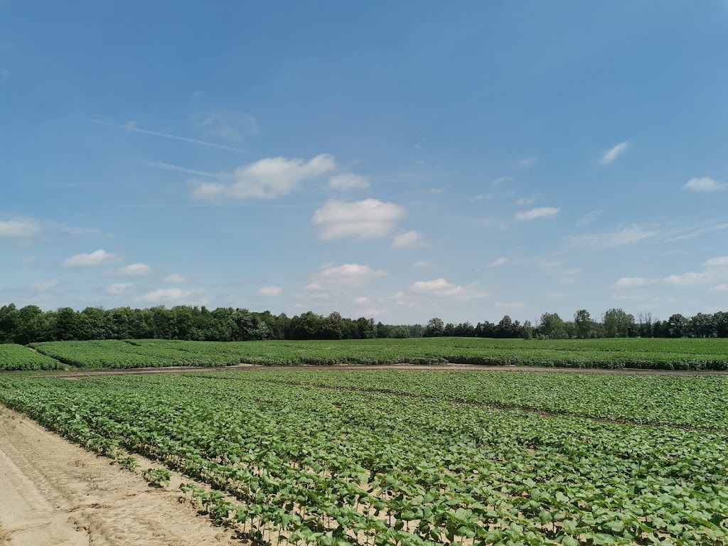 Dutch Mill Gardens Inc | 276 Woodhill Rd, Lynden, ON L0R 1T0, Canada | Phone: (519) 647-0328
