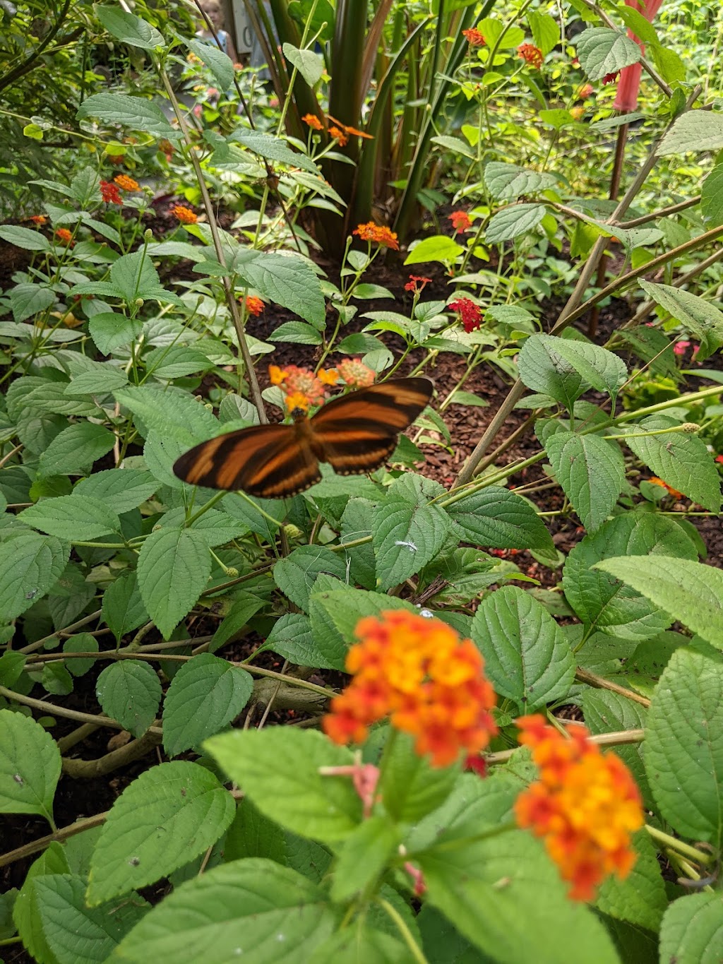 Butterfly World, Coombs | 1080 Winchester Rd, Coombs, BC V0R 1M0, Canada | Phone: (250) 248-7026