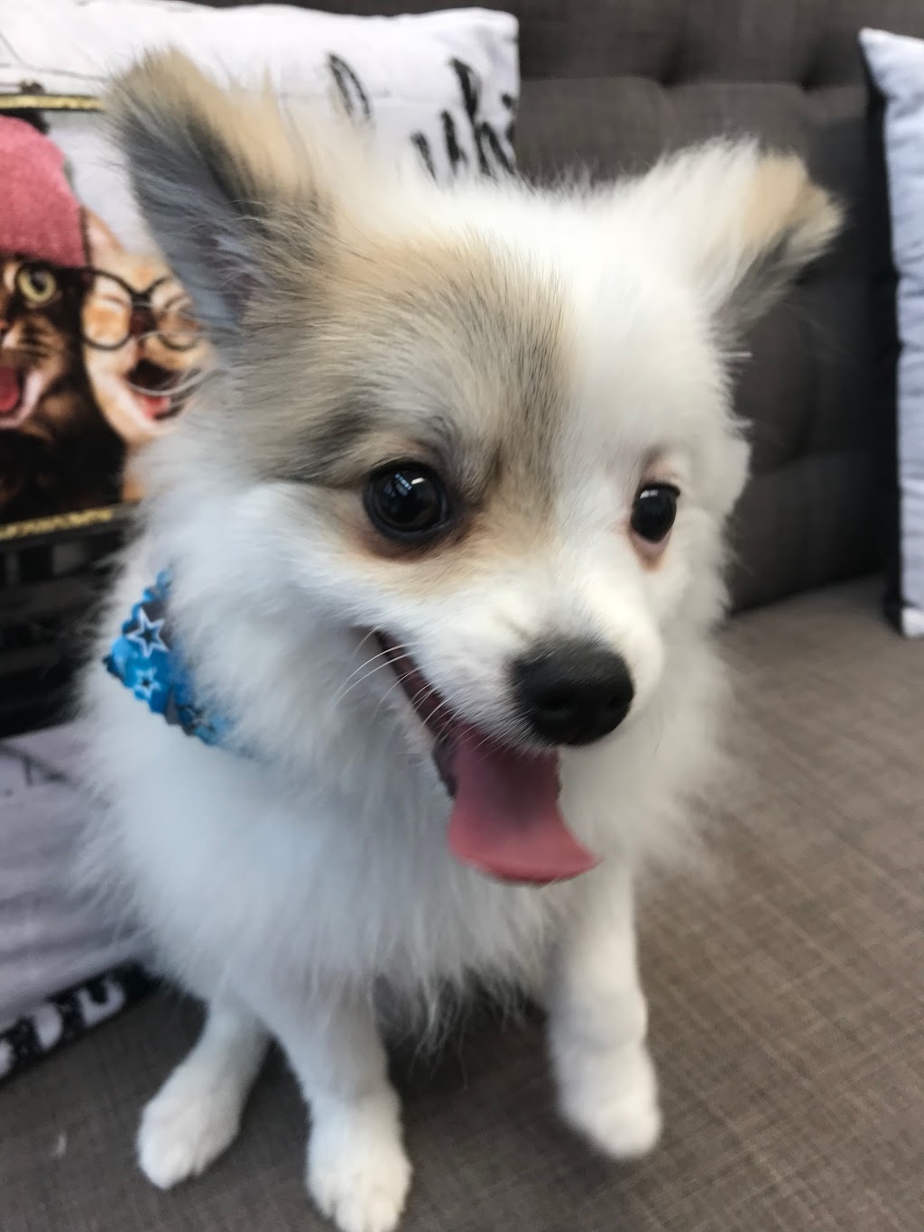 Nolan Hill Veterinary Hospital | 8 Nolan Hill Blvd NW #102, Calgary, AB T3R 0X2, Canada | Phone: (403) 475-6484