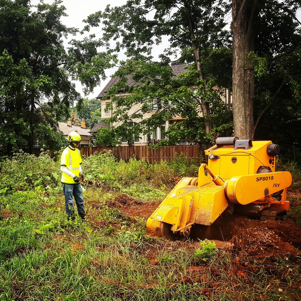 Alpine Arborist Professional Tree Care | 4 Lenarthur Ct, Aurora, ON L4G 6M2, Canada | Phone: (416) 509-2665