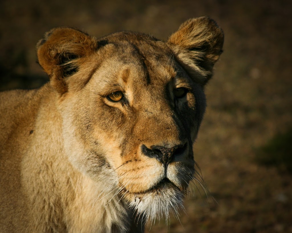 Traversing Africa | 3643 Vitality Rd, Victoria, BC V9C 0E9, Canada | Phone: (647) 924-0674