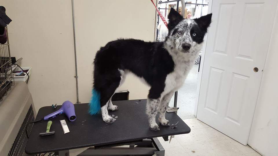 For Paws Studio 2 | 4601 61 Ave, Leduc, AB T9E 7A4, Canada | Phone: (780) 739-4985