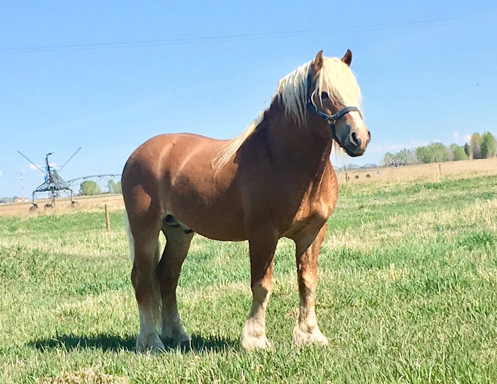 Alberta Family Horses Haflingers | AB-873, Rainier, AB T0J 2M0, Canada | Phone: (403) 363-2621