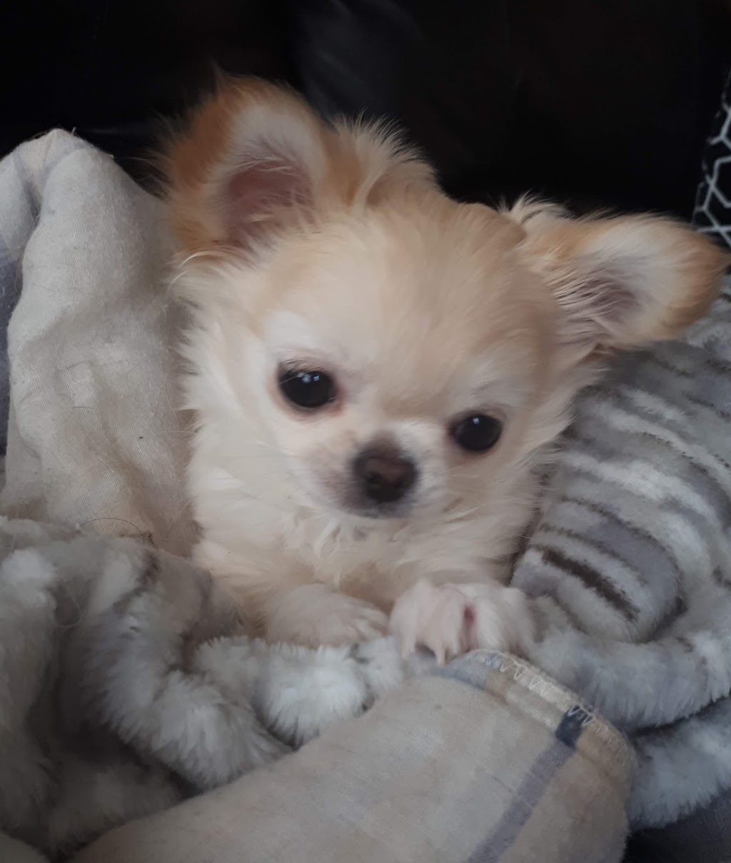 Élevage Linandy Yorkshire Terriers & Chihuahuas | 838 2e Rang, Sainte-Clotilde-de-Châteauguay, QC J0L 1W0, Canada | Phone: (514) 212-8627
