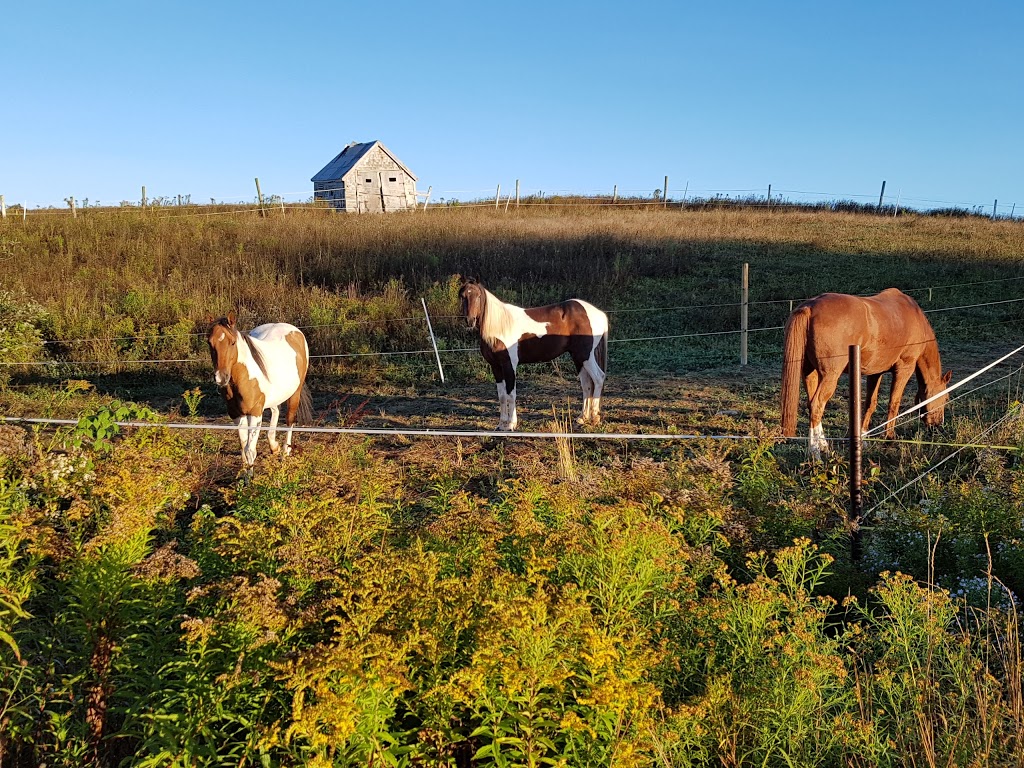 Safe Haven Ranch | 3662 Indian Rd, Shubenacadie, NS B0N 2H0, Canada | Phone: (902) 814-7492