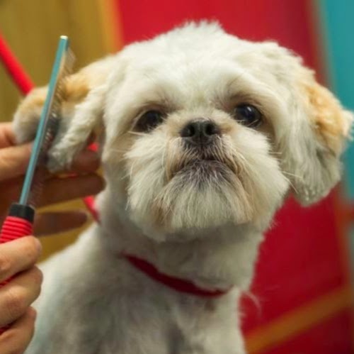 Animalerie Toutou | 401 Boulevard Harwood #8, Vaudreuil-Dorion, QC J7V 7W1, Canada | Phone: (450) 455-8909
