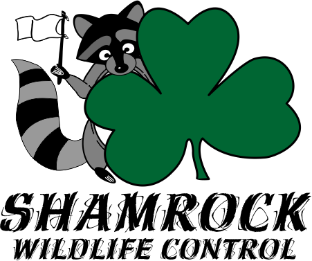 Shamrock Wildlife Control | 49 Gill Rd, Grand Bend, ON N0M 1T0, Canada | Phone: (289) 668-8062