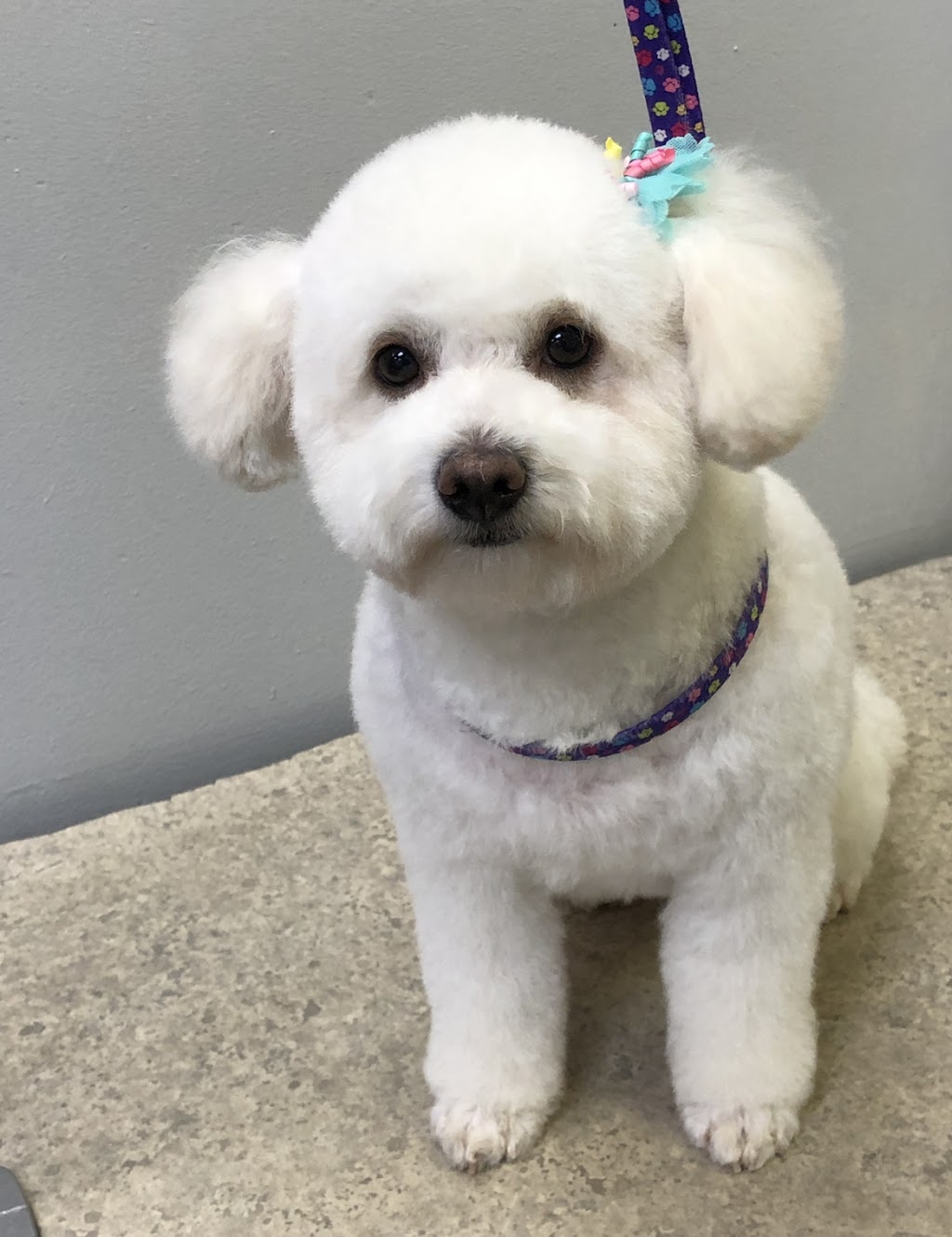 Suds n Scissors - Dog Grooming Studio | 931 Brunette Ave Unit G, Coquitlam, BC V3K 6T5, Canada | Phone: (604) 525-7387