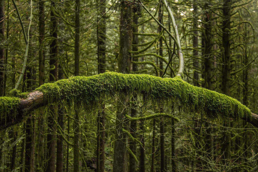 Chilliwack Community Forest | 51642 Allan Rd, Chilliwack, BC V4Z 1L2, Canada | Phone: (604) 793-2904