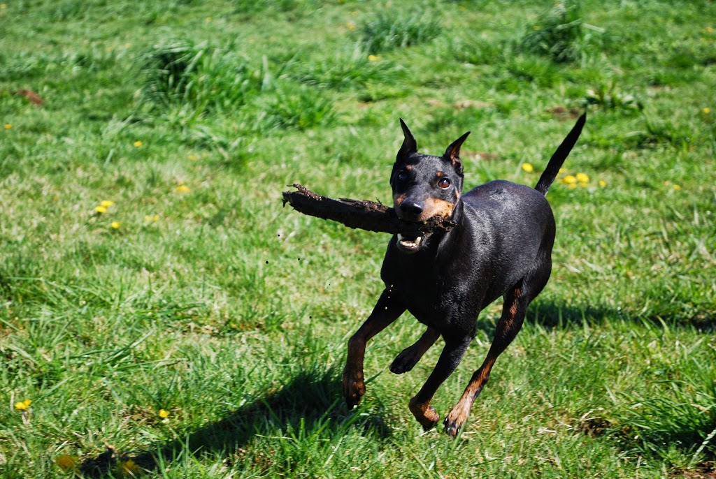 Time 4 Dogs Boarding Kennel | 27624 Watson Rd, Abbotsford, BC V4X 1P4, Canada | Phone: (604) 857-4928