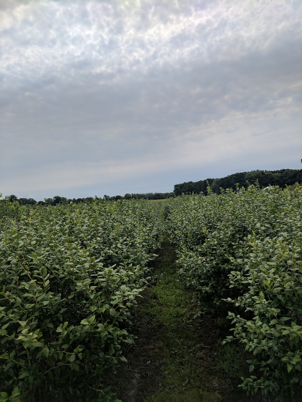 Beary Blue Acres | 23301 Queens Line, Rodney, ON N0L, Canada | Phone: (519) 785-0450