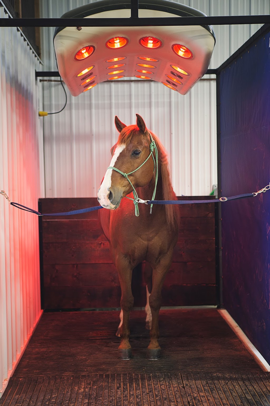 Endurance Equine | 442052 RR252, Ponoka, AB T4J 1R2, Canada | Phone: (403) 505-3046