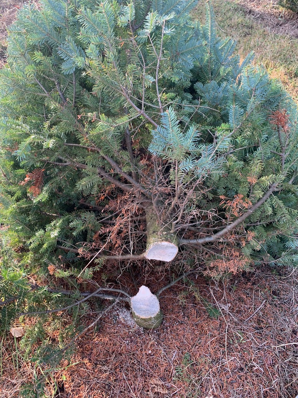 Ayers Tree Farm | 3065 10 Line N, Hawkestone, ON L0L 1T0, Canada | Phone: (705) 323-6035